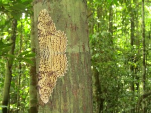 Giant Moth