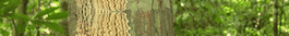 ema-logo-sm