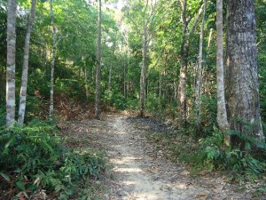 RMDLT photo path through trees